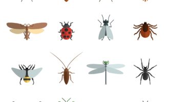 Insect icon flat set with mosquito grasshopper spider ant isolated vector illustration