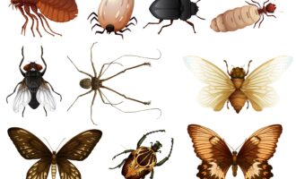Set of bug and insect illustration